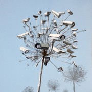 Untitled (Tree Cameras 2)