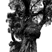 Big Sur Tree